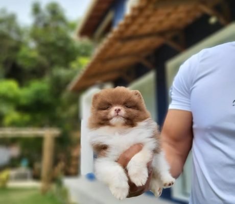 Um pacotinho de amor em formato de cachorro!