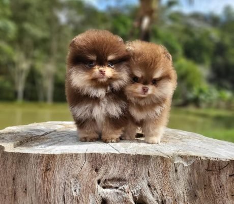 Uma prévia de algumas maravilhas que já nasceu aqui ! #spitz #lulu #lulupomeraniaanao #luludapomerania #spitzalemao